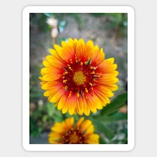 Beautiful Summer Flower Sticker